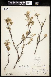 Amelanchier spicata image