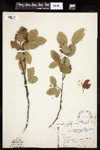 Amelanchier spicata image