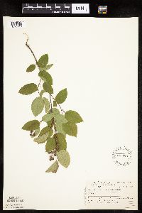 Image Associated With the Occurrence