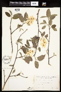 Image Associated With the Occurrence