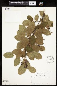 Image Associated With the Occurrence