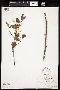 Image Associated With the Occurrence