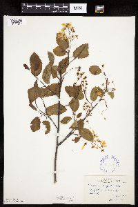 Image Associated With the Occurrence