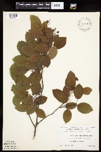 Image Associated With the Occurrence