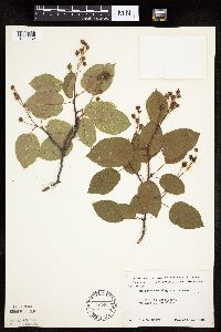 Image Associated With the Occurrence