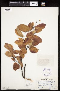 Image Associated With the Occurrence