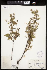 Image Associated With the Occurrence