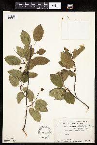 Image Associated With the Occurrence