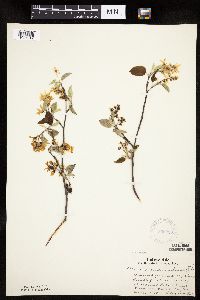 Image Associated With the Occurrence