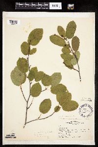 Image Associated With the Occurrence