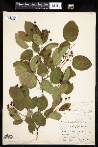 Image Associated With the Occurrence