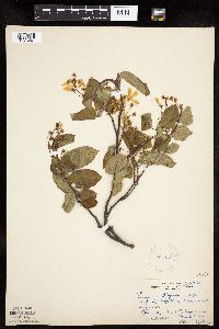 Image Associated With the Occurrence