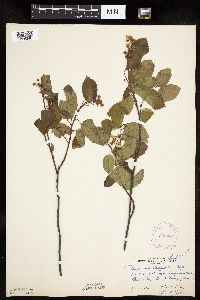 Image Associated With the Occurrence