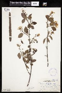 Image Associated With the Occurrence