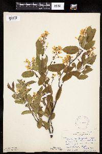 Image Associated With the Occurrence