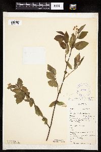 Image Associated With the Occurrence