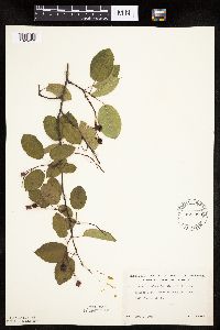 Image Associated With the Occurrence