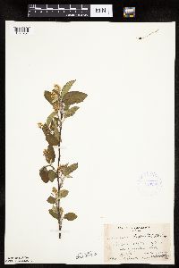 Image Associated With the Occurrence