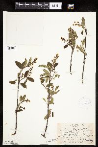 Image Associated With the Occurrence