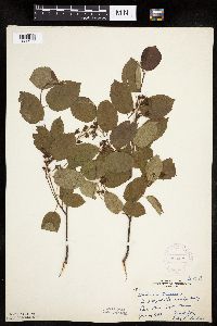 Image Associated With the Occurrence