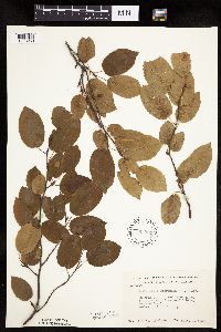 Image Associated With the Occurrence