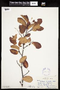 Image Associated With the Occurrence