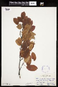 Image Associated With the Occurrence