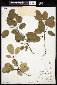 Image Associated With the Occurrence