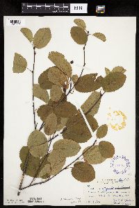 Image Associated With the Occurrence