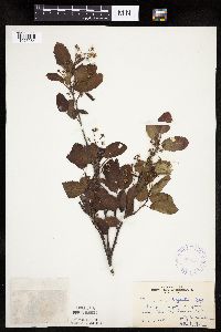 Image Associated With the Occurrence