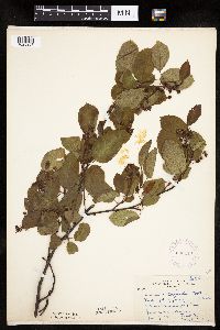 Image Associated With the Occurrence