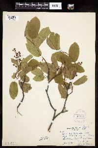 Image Associated With the Occurrence