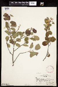Amelanchier spicata image