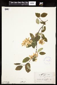 Image Associated With the Occurrence