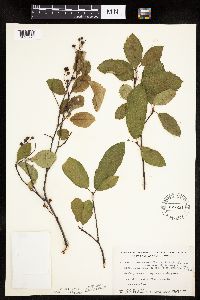 Image Associated With the Occurrence