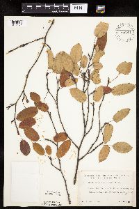 Image Associated With the Occurrence