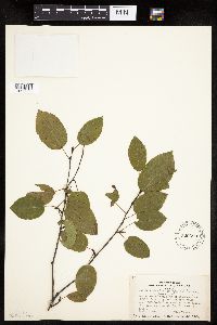 Image Associated With the Occurrence