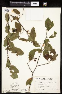 Image Associated With the Occurrence