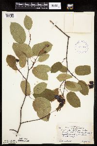 Image Associated With the Occurrence