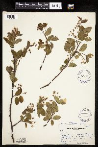 Amelanchier bartramiana x laevis image