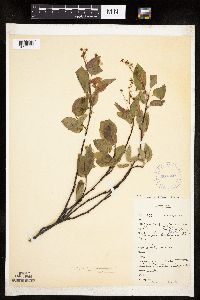 Amelanchier bartramiana x laevis image