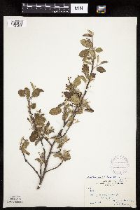 Amelanchier bartramiana x laevis image