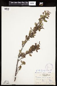 Amelanchier bartramiana x laevis image