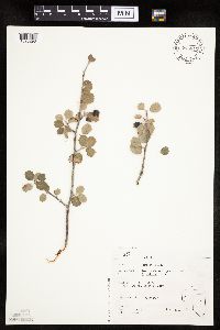 Image of Amelanchier pallida