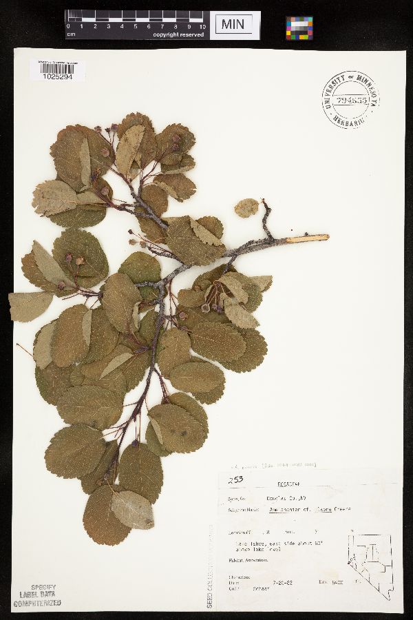 Amelanchier alnifolia var. pumila image