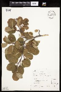 Image Associated With the Occurrence