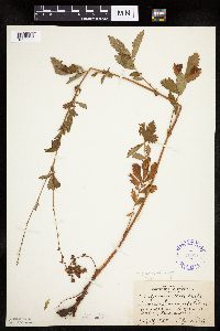 Agrimonia gryposepala image