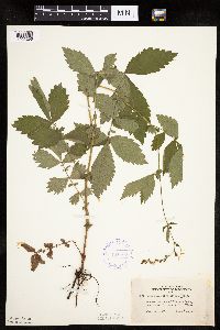 Agrimonia gryposepala image