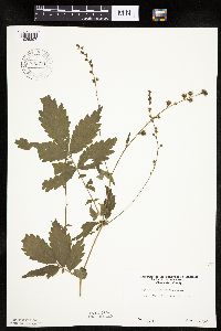 Agrimonia gryposepala image