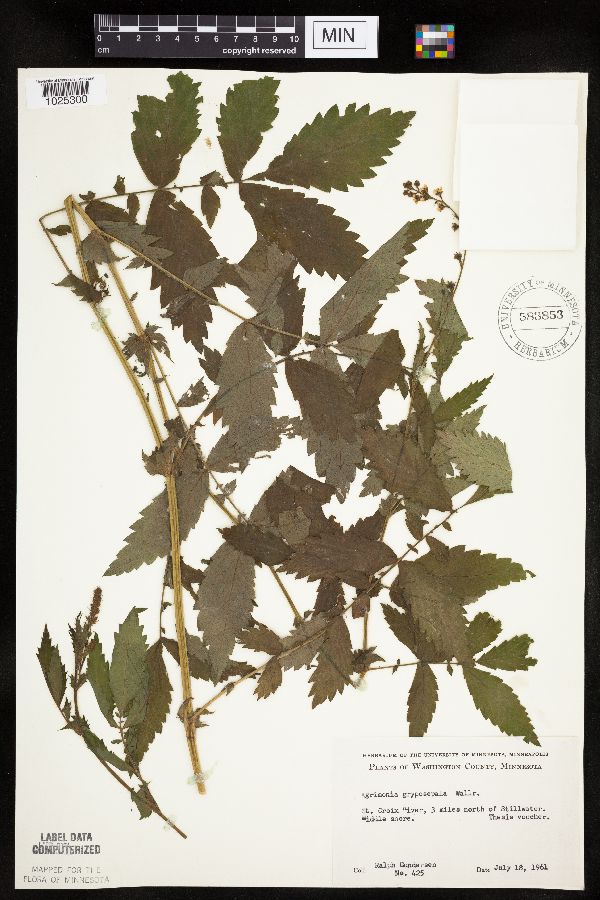 Agrimonia gryposepala image